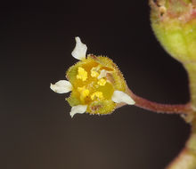 Image of littleleaf alumroot