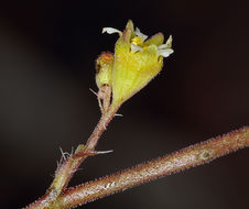 Image of littleleaf alumroot