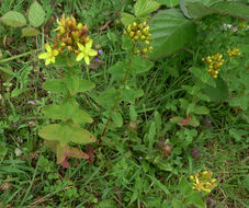 Imagem de Hypericum tetrapterum Fries