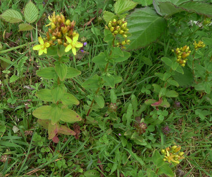 Image of St. Peter's wort