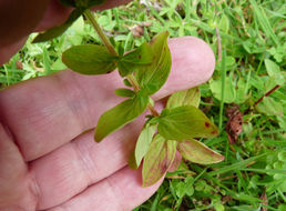 Imagem de Hypericum tetrapterum Fries