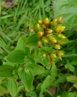 Imagem de Hypericum tetrapterum Fries