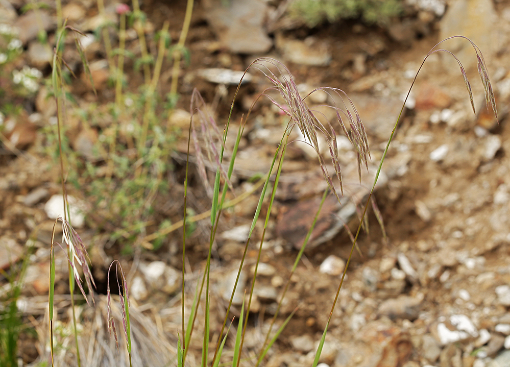 Plancia ëd Bromus porteri (Coult.) Nash