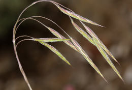 Plancia ëd Bromus porteri (Coult.) Nash