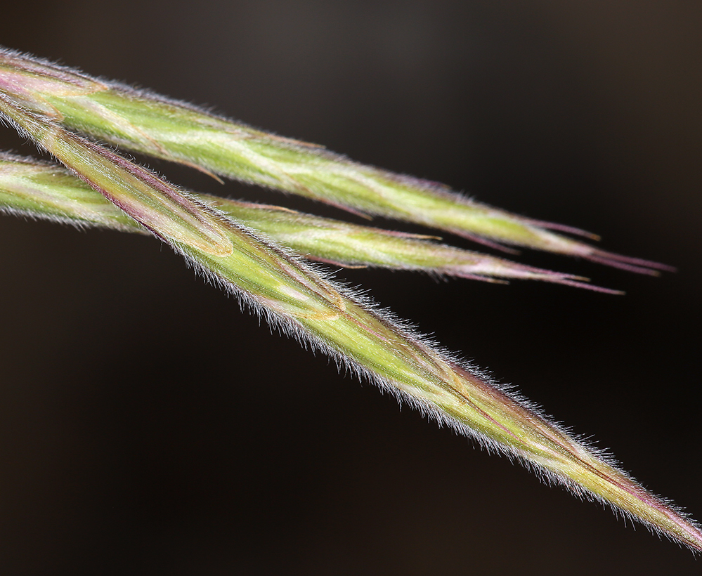 Plancia ëd Bromus porteri (Coult.) Nash