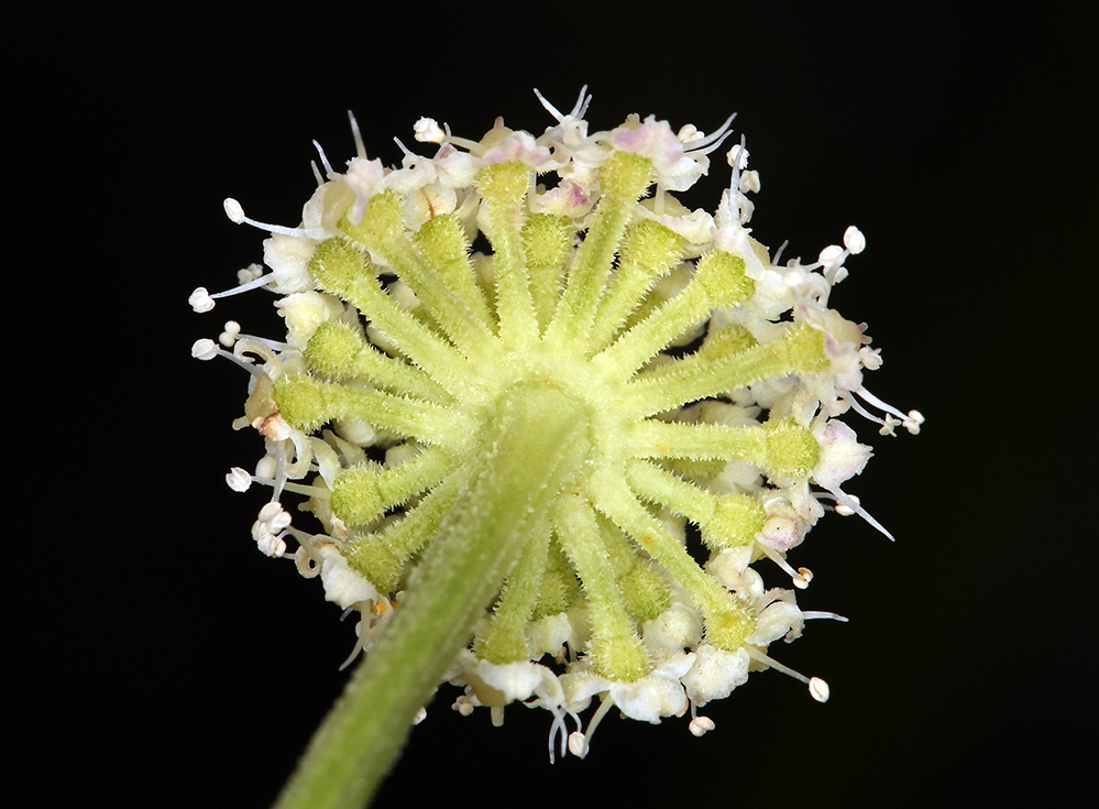 Image of King's angelica