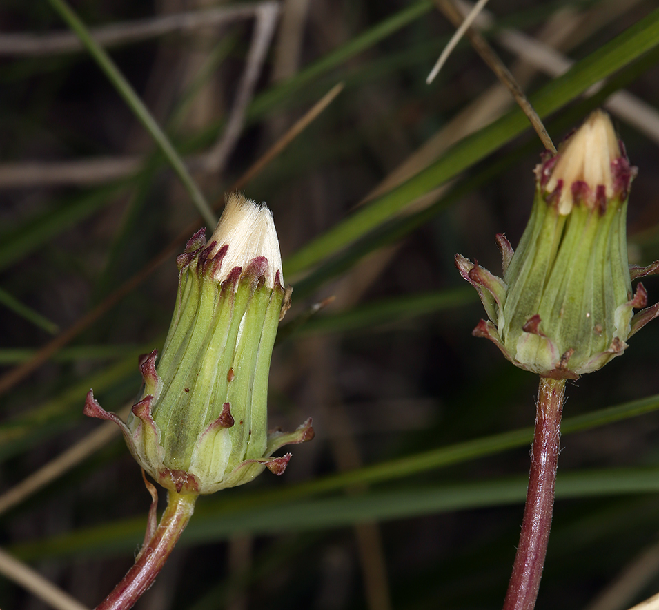 Image of Horned Dandelion