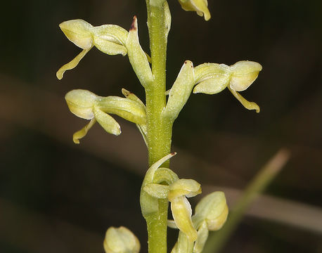 Plancia ëd Platanthera tescamnis Sheviak & W. F. Jenn.