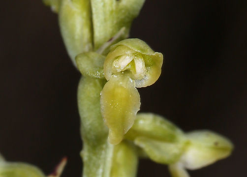 Plancia ëd Platanthera tescamnis Sheviak & W. F. Jenn.