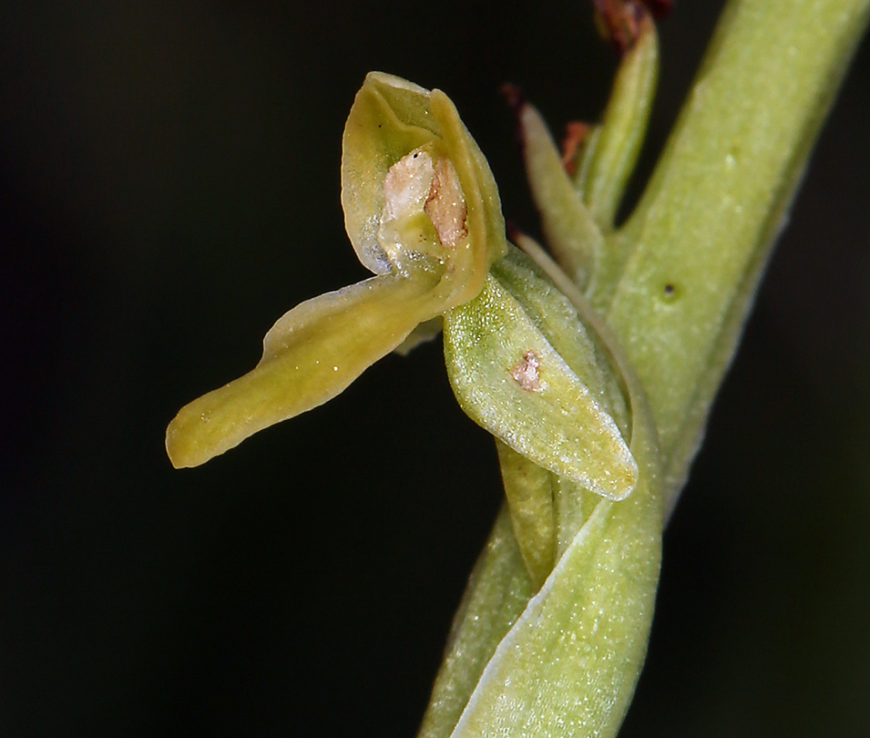 Image of Intermountain Bog Orchid