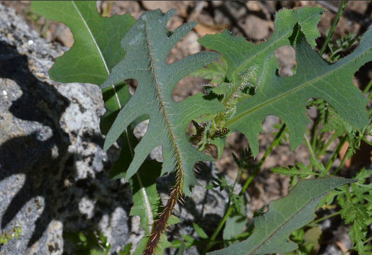 Image of prickly lettuce