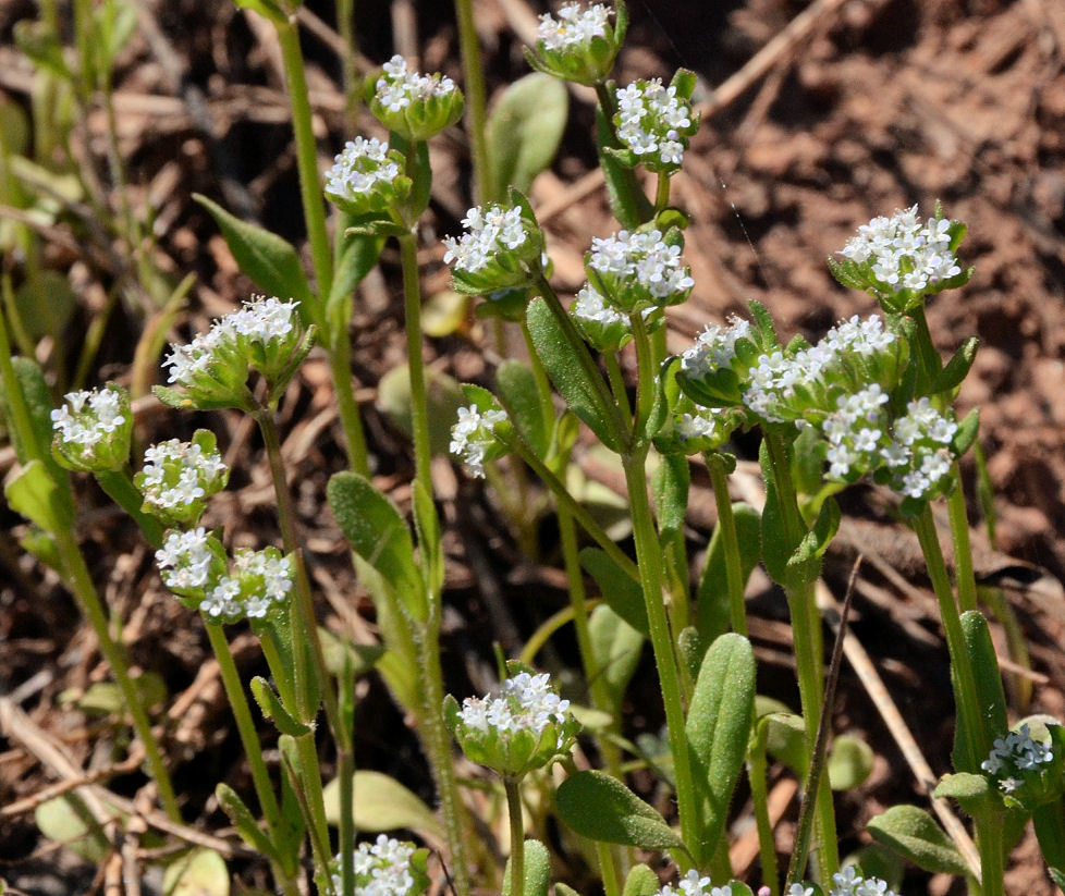 Image of <i>Plectritis macrocera</i>