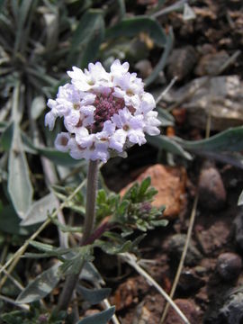 Image of Dakota mock vervain