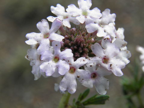 Image of Dakota mock vervain