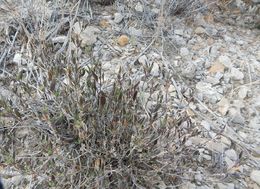 Image of Parry's wild petunia