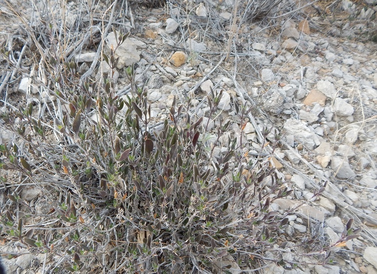 Image of Parry's wild petunia