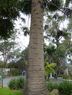 Image of Bunya pine