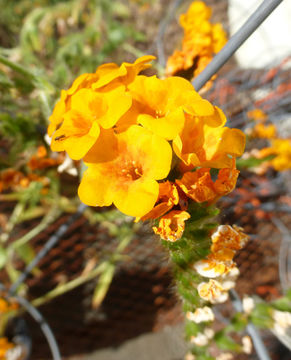 Image of largeflowered fiddleneck