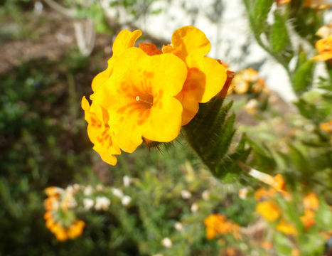 Image of largeflowered fiddleneck