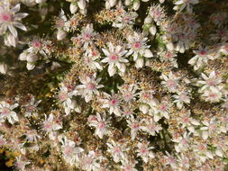 Image of Aeonium lancerottense (Praeger) Praeger