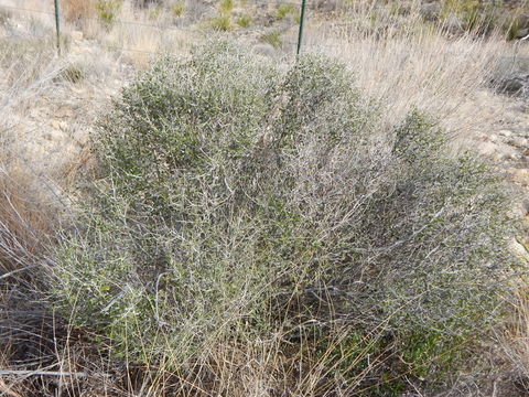 Image of desert myrtlecroton