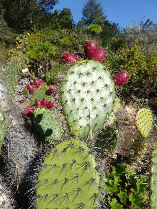 Image of Chaparral Prickly-pear