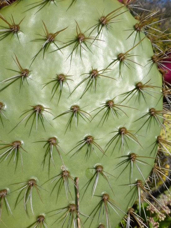 Image of Chaparral Prickly-pear