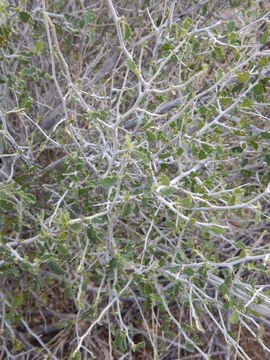 Image of desert myrtlecroton