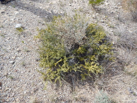 Image of javelina bush