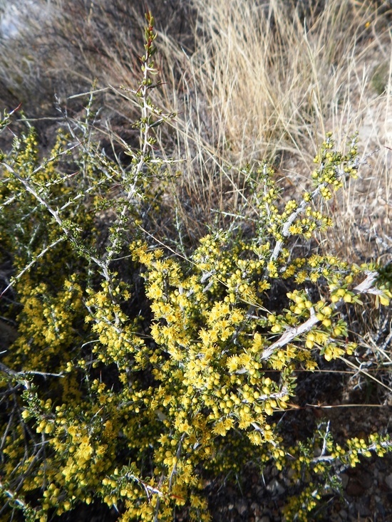 Image of javelina bush