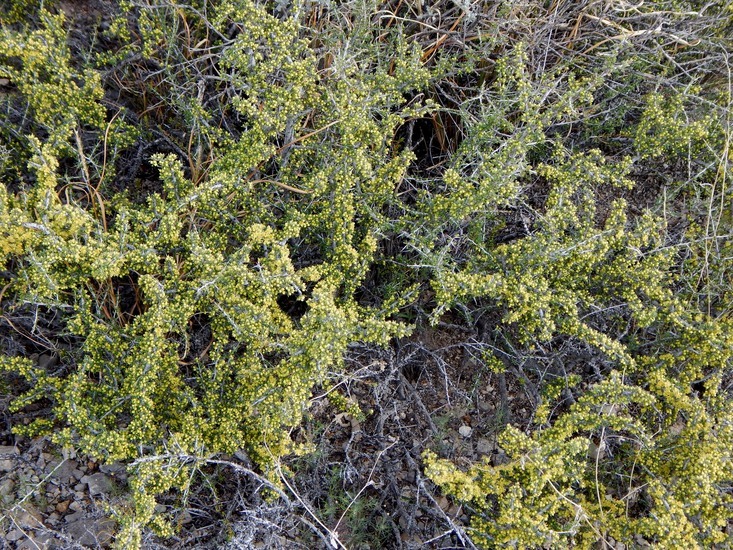 Image of javelina bush