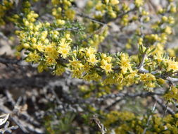 Image of javelina bush