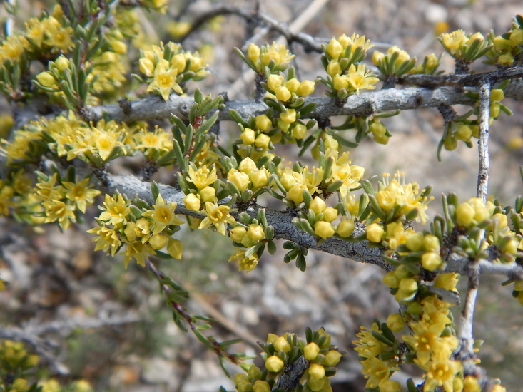 Image of javelina bush