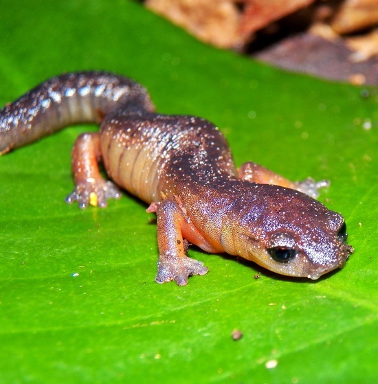 Image of Bolitoglossa synoria McCranie & Köhler 1999