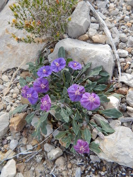 Plancia ëd Quincula lobata (Torr.) Raf.