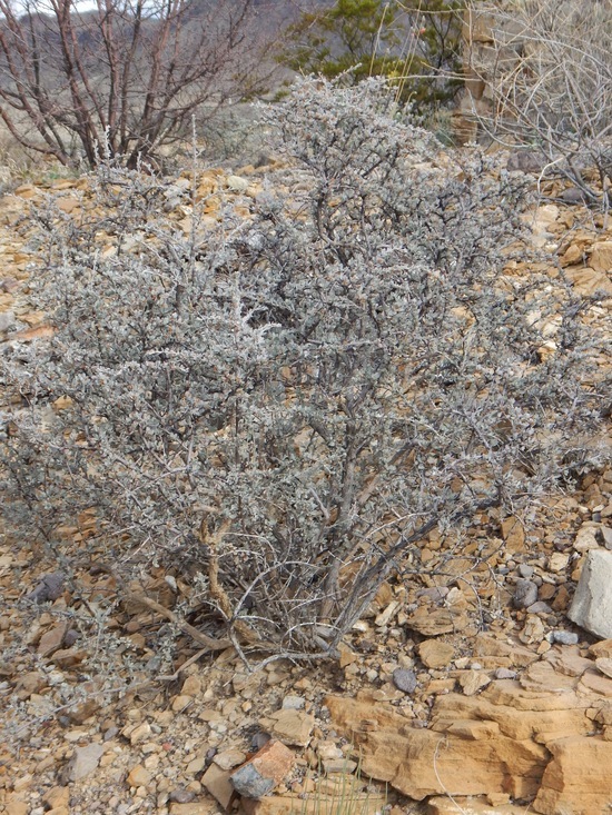 Image of Big Bend barometerbush