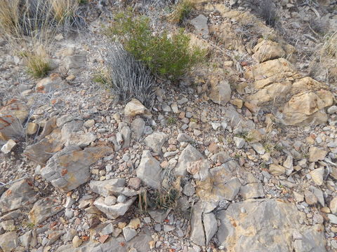 Image of peyote