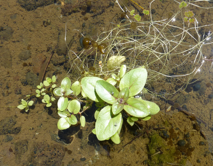 Image of Blue Water-speedwell