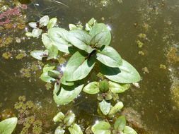 Image of Blue Water-speedwell