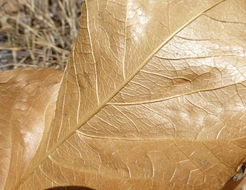 Image of Coast Range mule-ears