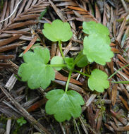 Image of delicate buttercup