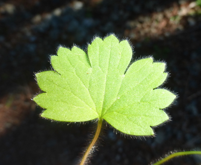 Image of delicate buttercup