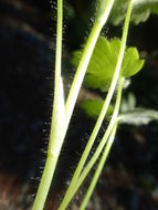 Image of delicate buttercup