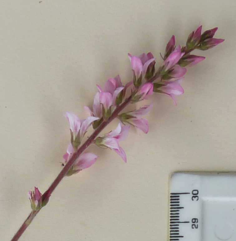 Image of Francoa appendiculata A. Juss.