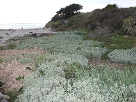 Image of beach saltbush