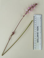 Image of Francoa appendiculata A. Juss.