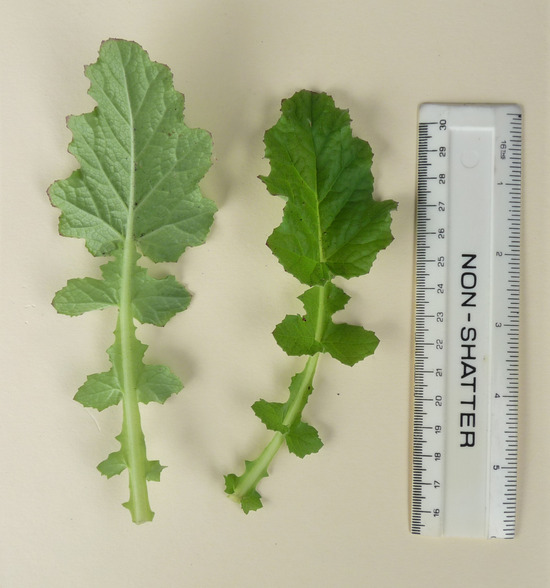 Image of Francoa appendiculata A. Juss.