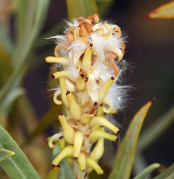 Image of narrowleaf willow