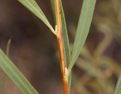 Image of narrowleaf willow