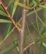 Image of narrowleaf willow